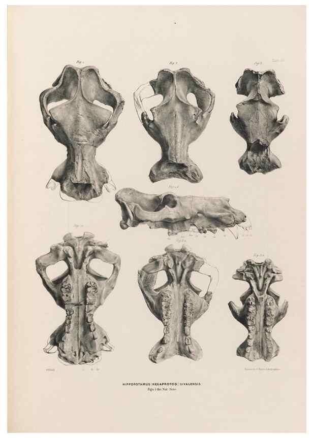 Reproducción/Reproduction 49227288283: Fauna antiqua sivalensis, being the fossil zoology of the Sewalik Hills, in the north of India. London :Smith, Elder and Co.,1846.. 