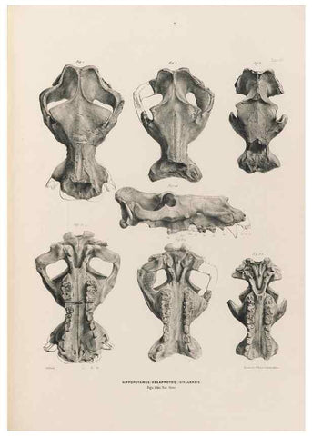 Reproducción/Reproduction 49227288283: Fauna antiqua sivalensis, being the fossil zoology of the Sewalik Hills, in the north of India. London :Smith, Elder and Co.,1846.. 