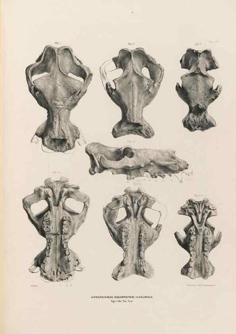 Reproducción/Reproduction 49227288283: Fauna antiqua sivalensis, being the fossil zoology of the Sewalik Hills, in the north of India. London :Smith, Elder and Co.,1846.. 