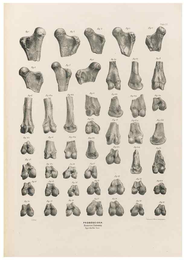 Reproducción/Reproduction 49227285083: Fauna antiqua sivalensis, being the fossil zoology of the Sewalik Hills, in the north of India. London :Smith, Elder and Co.,1846.. 