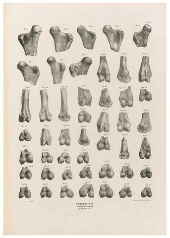 Reproducción/Reproduction 49227285083: Fauna antiqua sivalensis, being the fossil zoology of the Sewalik Hills, in the north of India. London :Smith, Elder and Co.,1846.. 