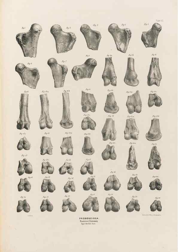 Reproducción/Reproduction 49227285083: Fauna antiqua sivalensis, being the fossil zoology of the Sewalik Hills, in the north of India. London :Smith, Elder and Co.,1846.. 