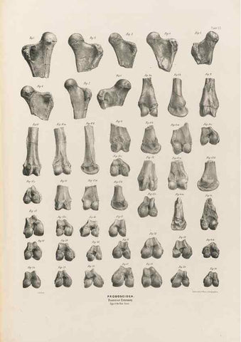 Reproducción/Reproduction 49227285083: Fauna antiqua sivalensis, being the fossil zoology of the Sewalik Hills, in the north of India. London :Smith, Elder and Co.,1846.. 