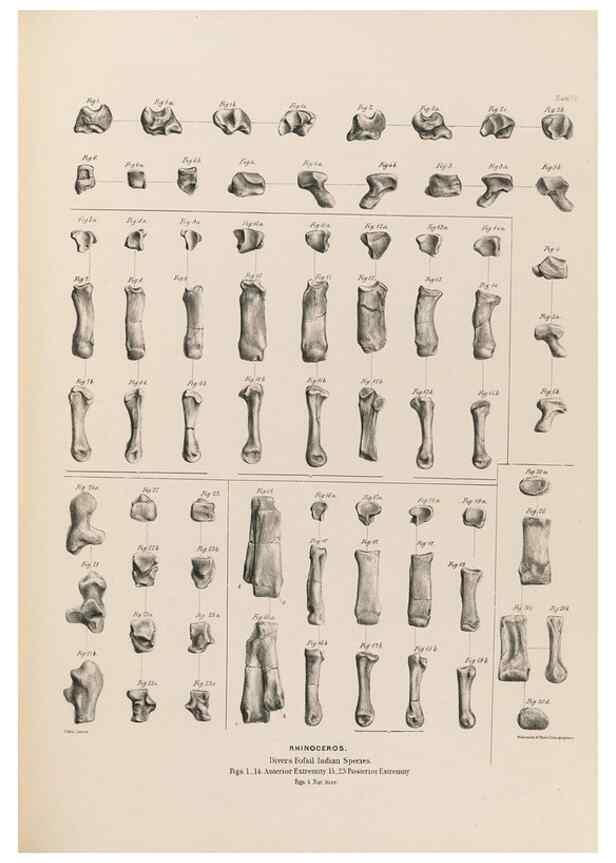 Reproducción/Reproduction 49228011557: Fauna antiqua sivalensis, being the fossil zoology of the Sewalik Hills, in the north of India. London :Smith, Elder and Co.,1846.. 