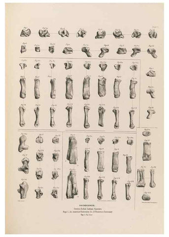 Reproducción/Reproduction 49228011557: Fauna antiqua sivalensis, being the fossil zoology of the Sewalik Hills, in the north of India. London :Smith, Elder and Co.,1846.. 