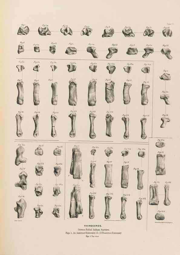 Reproducción/Reproduction 49228011557: Fauna antiqua sivalensis, being the fossil zoology of the Sewalik Hills, in the north of India. London :Smith, Elder and Co.,1846.. 