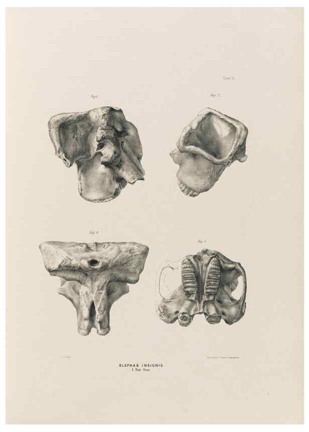 Reproducción/Reproduction 49227961702: Fauna antiqua sivalensis, being the fossil zoology of the Sewalik Hills, in the north of India. London :Smith, Elder and Co.,1846.. 
