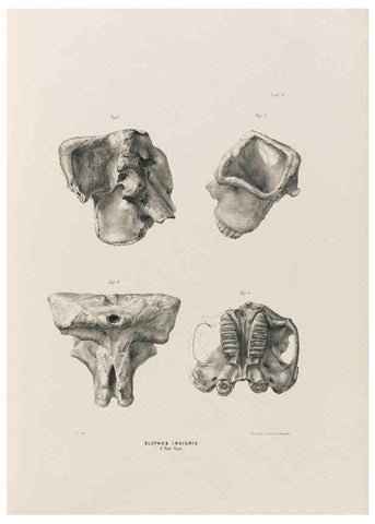 Reproducción/Reproduction 49227961702: Fauna antiqua sivalensis, being the fossil zoology of the Sewalik Hills, in the north of India. London :Smith, Elder and Co.,1846.. 