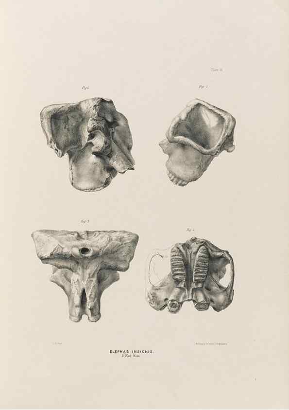 Reproducción/Reproduction 49227961702: Fauna antiqua sivalensis, being the fossil zoology of the Sewalik Hills, in the north of India. London :Smith, Elder and Co.,1846.. 