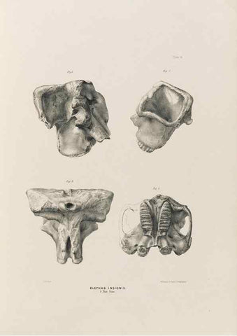 Reproducción/Reproduction 49227961702: Fauna antiqua sivalensis, being the fossil zoology of the Sewalik Hills, in the north of India. London :Smith, Elder and Co.,1846.. 