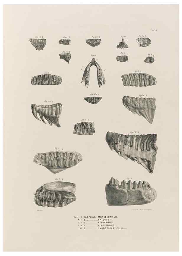 Reproducción/Reproduction 49227262843: Fauna antiqua sivalensis, being the fossil zoology of the Sewalik Hills, in the north of India. London :Smith, Elder and Co.,1846.. 