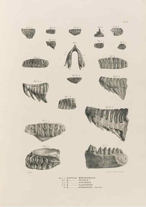 Reproducción/Reproduction 49227262843: Fauna antiqua sivalensis, being the fossil zoology of the Sewalik Hills, in the north of India. London :Smith, Elder and Co.,1846.. 