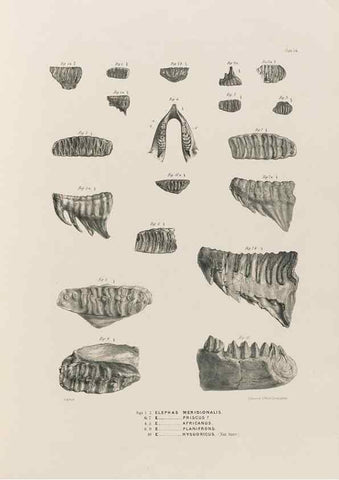 Reproducción/Reproduction 49227262843: Fauna antiqua sivalensis, being the fossil zoology of the Sewalik Hills, in the north of India. London :Smith, Elder and Co.,1846.. 