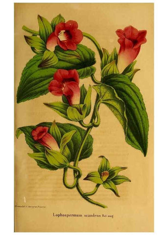 Reproducción/Reproduction 49203415993: Belgique horticole.. Liége.. 