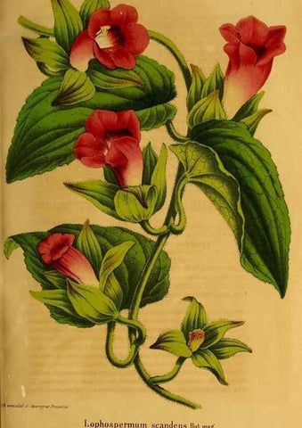 Reproducción/Reproduction 49203415993: Belgique horticole.. Liége.. 