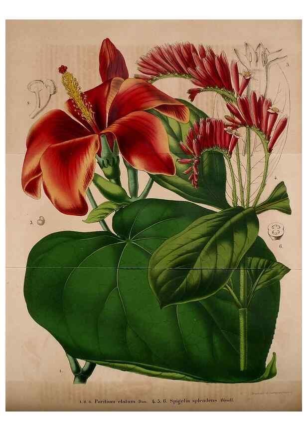 Reproducción/Reproduction 49203416358: Belgique horticole.. Liége.. 