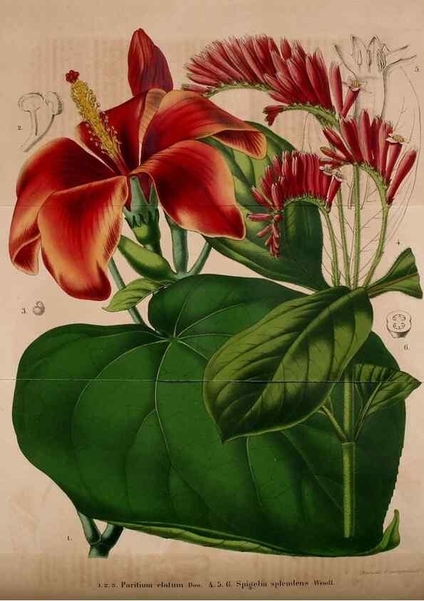 Reproducción/Reproduction 49203416358: Belgique horticole.. Liége.. 