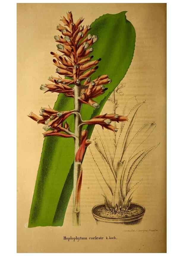 Reproducción/Reproduction 49204116112: Belgique horticole.. Liége.. 