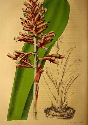 Reproducción/Reproduction 49204116112: Belgique horticole.. Liége.. 