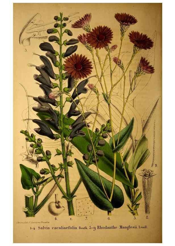 Reproducción/Reproduction 49203417123: Belgique horticole.. Liége.. 