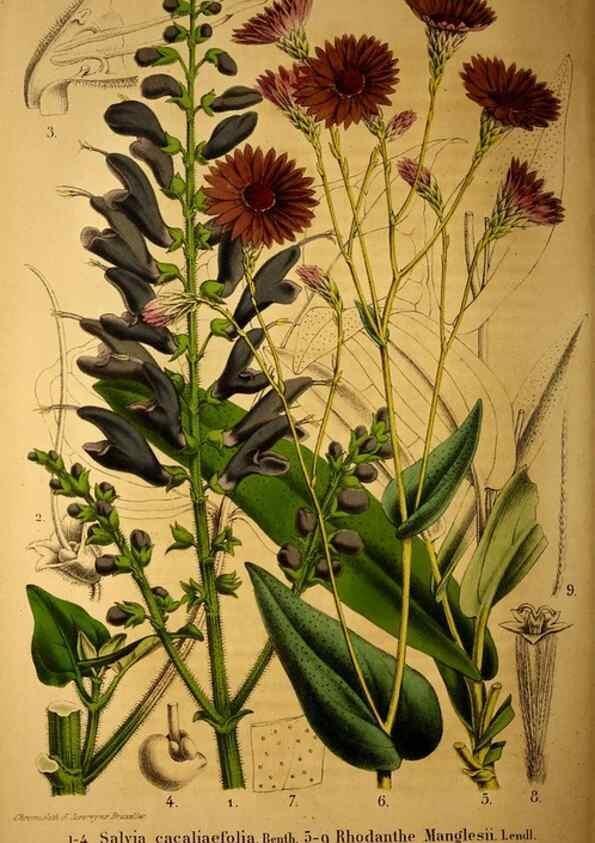 Reproducción/Reproduction 49203417123: Belgique horticole.. Liége.. 