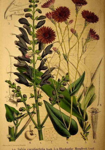 Reproducción/Reproduction 49203417123: Belgique horticole.. Liége.. 