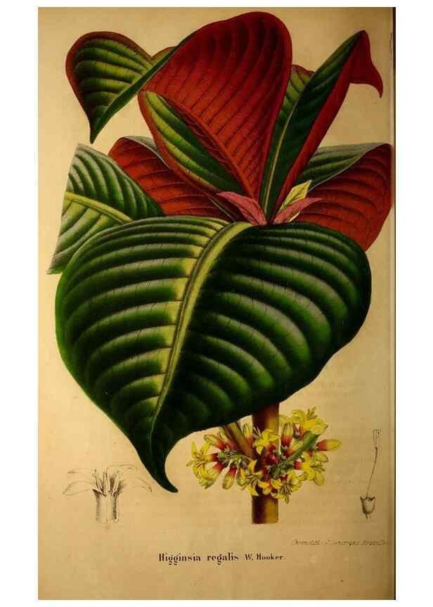 Reproducción/Reproduction 49203417498: Belgique horticole.. Liége.. 