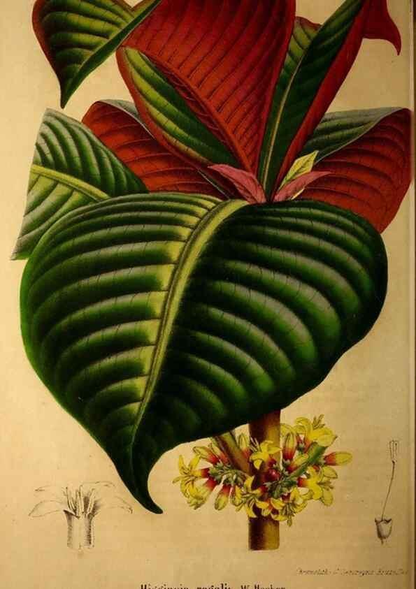Reproducción/Reproduction 49203417498: Belgique horticole.. Liége.. 