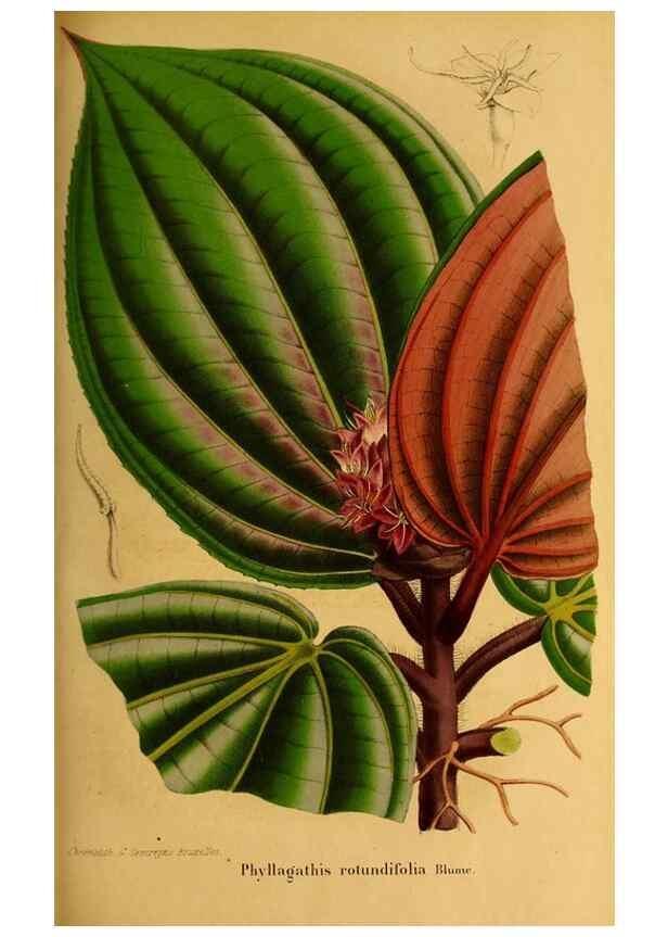 Reproducción/Reproduction 49203417813: Belgique horticole.. Liége.. 