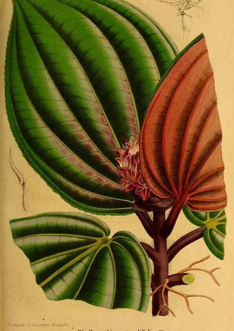 Reproducción/Reproduction 49203417813: Belgique horticole.. Liége.. 
