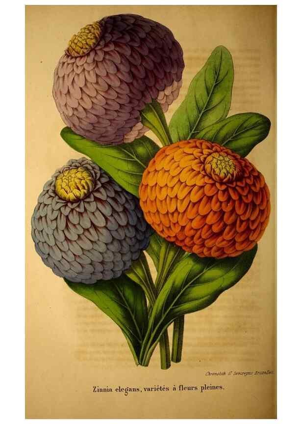 Reproducción/Reproduction 49203904431: Belgique horticole.. Liége.. 
