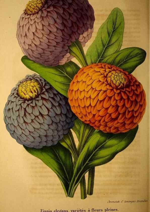 Reproducción/Reproduction 49203904431: Belgique horticole.. Liége.. 