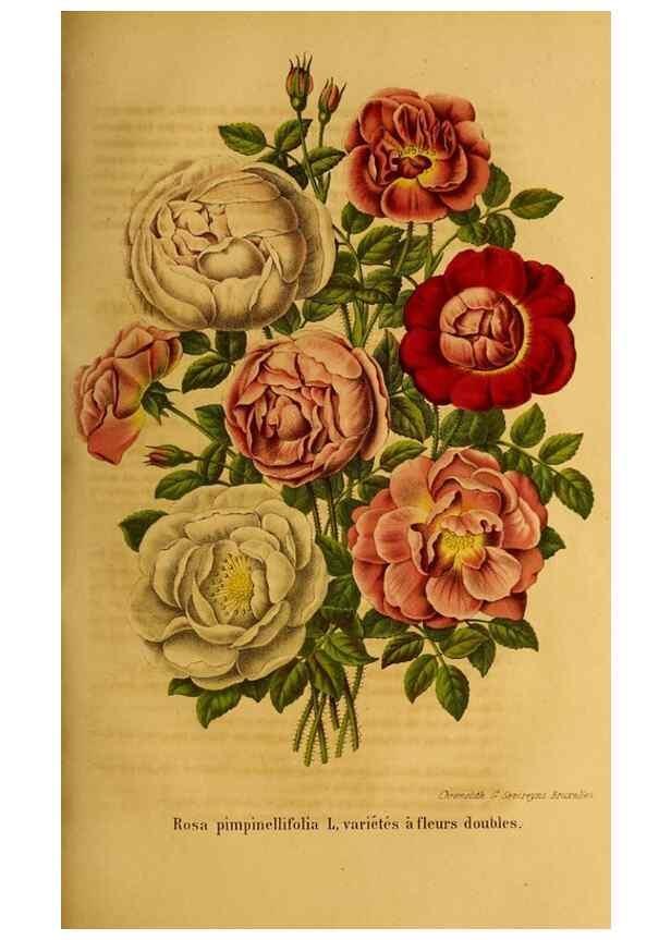 Reproducción/Reproduction 49204117962: Belgique horticole.. Liége.. 
