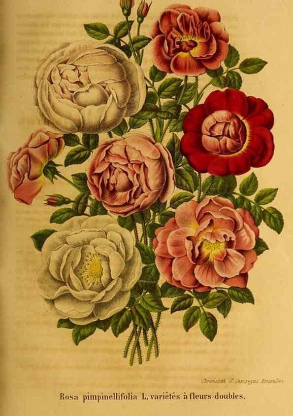 Reproducción/Reproduction 49204117962: Belgique horticole.. Liége.. 