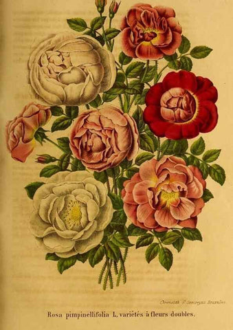 Reproducción/Reproduction 49204117962: Belgique horticole.. Liége.. 
