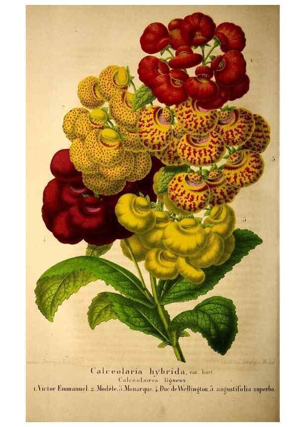 Reproducción/Reproduction 49203418768: Belgique horticole.. Liége.. 