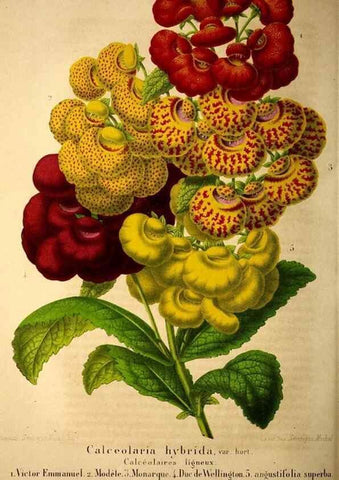 Reproducción/Reproduction 49203418768: Belgique horticole.. Liége.. 
