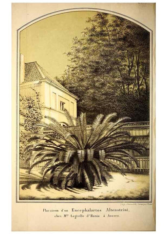 Reproducción/Reproduction 49203905456: Belgique horticole.. Liége.. 