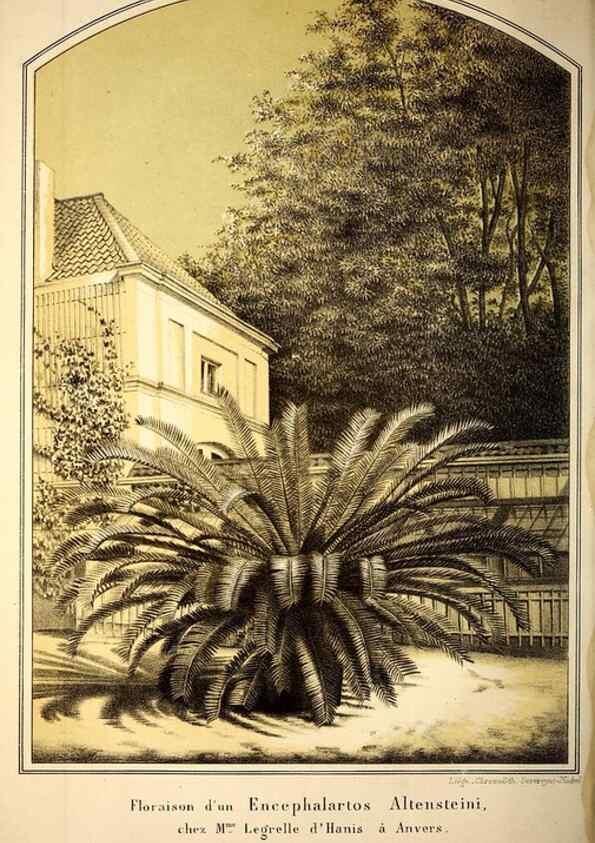 Reproducción/Reproduction 49203905456: Belgique horticole.. Liége.. 