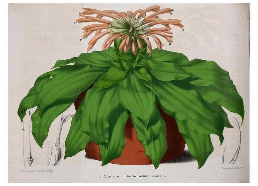 Reproducción/Reproduction 49203419313: Belgique horticole.. Liége.. 