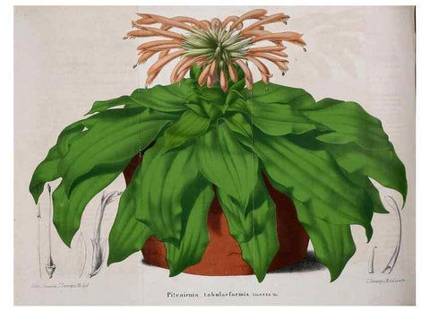 Reproducción/Reproduction 49203419313: Belgique horticole.. Liége.. 