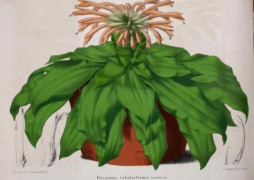 Reproducción/Reproduction 49203419313: Belgique horticole.. Liége.. 