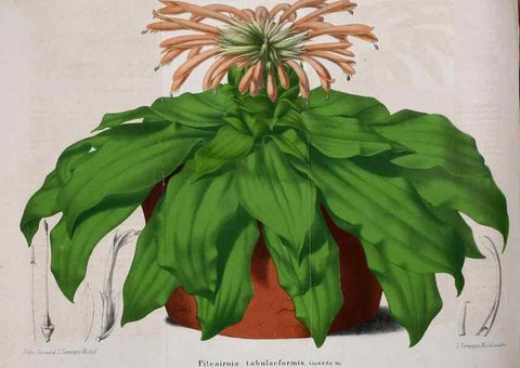 Reproducción/Reproduction 49203419313: Belgique horticole.. Liége.. 