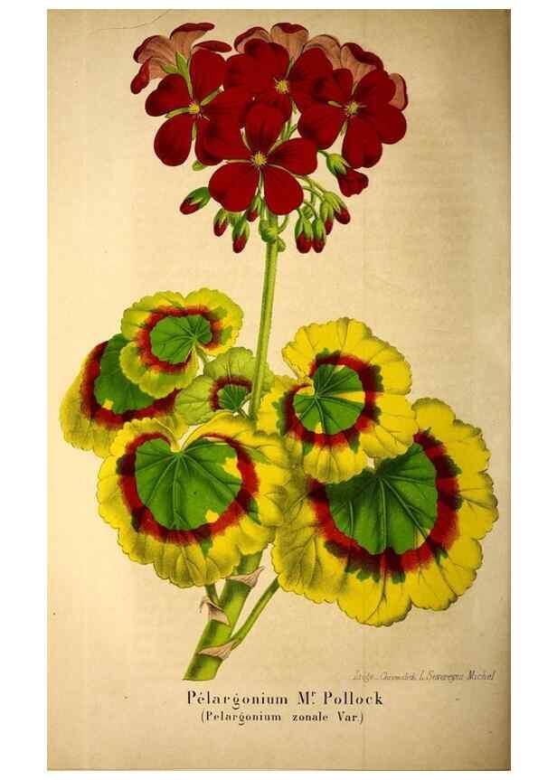 Reproducción/Reproduction 49203419628: Belgique horticole.. Liége.. 