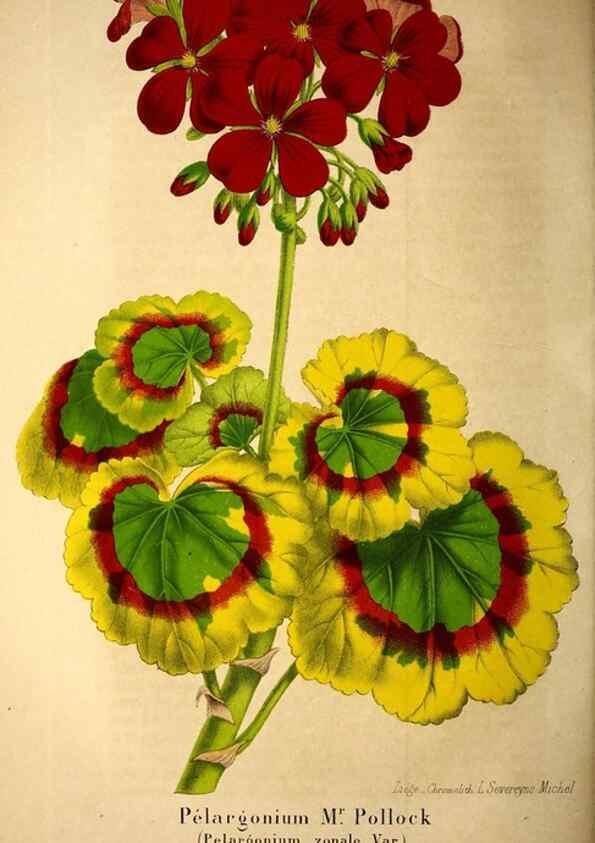 Reproducción/Reproduction 49203419628: Belgique horticole.. Liége.. 