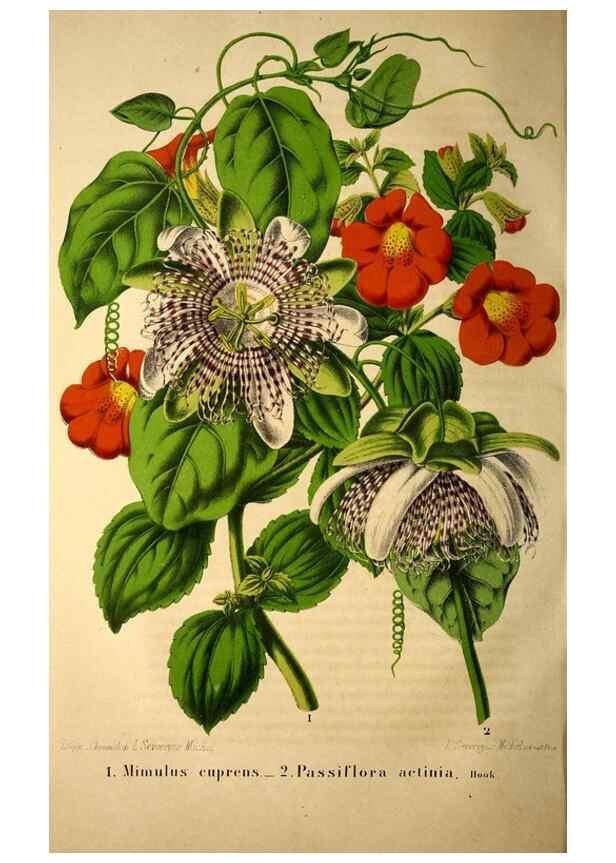 Reproducción/Reproduction 49203906896: Belgique horticole.. Liége.. 