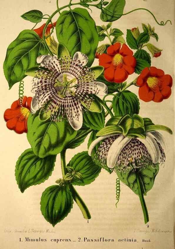 Reproducción/Reproduction 49203906896: Belgique horticole.. Liége.. 