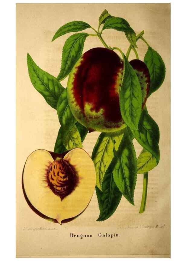 Reproducción/Reproduction 49204120292: Belgique horticole.. Liége.. 