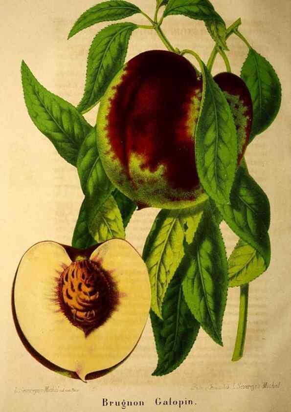 Reproducción/Reproduction 49204120292: Belgique horticole.. Liége.. 