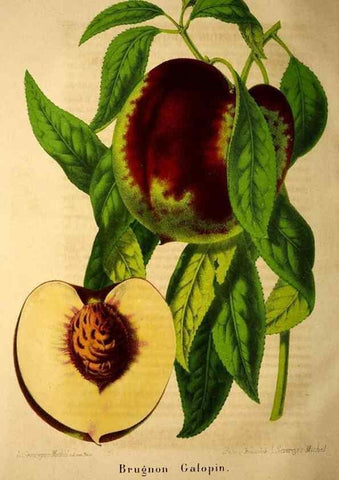 Reproducción/Reproduction 49204120292: Belgique horticole.. Liége.. 